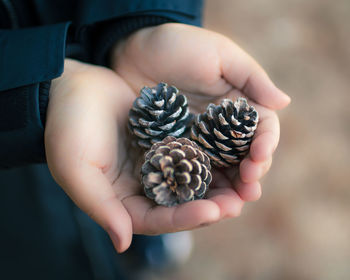 Cropped hands of girl holding pine cones outdoors