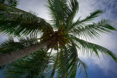 Low angle view of palm tree against sky