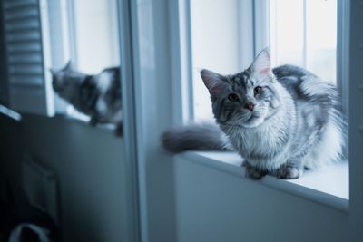 Cat sitting on window sill with reflection in mirror at home