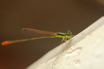 Close-up of insect on rock