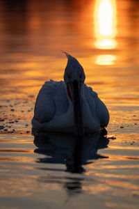 Close-up of bird in lake during sunset