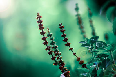 Low angle view of plant