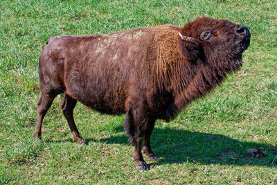 animal