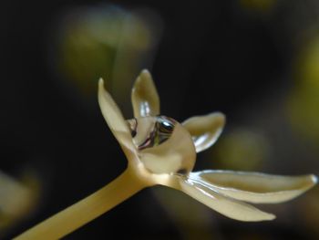 Close-up of flower against blurred background