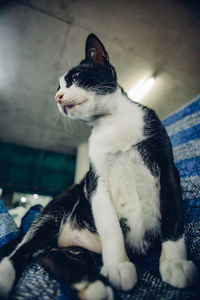 animal