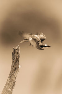 Sepia european bee-eater takes off from stump