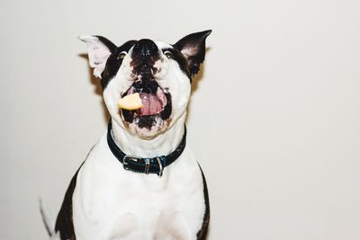 Close-up of dog against white background