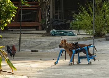 Dog at park