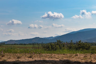 Scenic view of field against sky