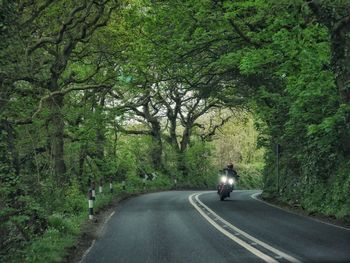 Road amidst trees in forest