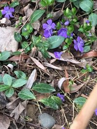 High angle view of purple flowers