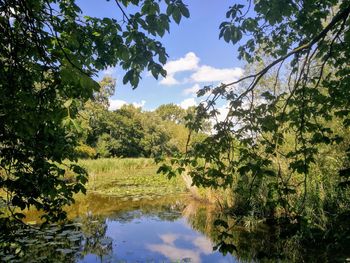 Reflection of trees in lake against sky
