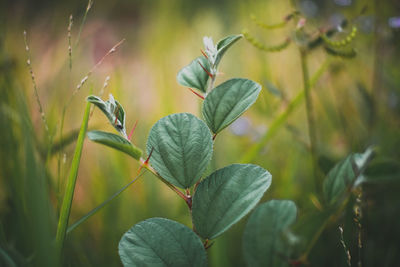 Close-up of plant leaves on field