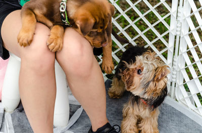 Low section of woman with dog sitting outdoors