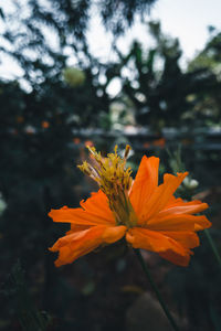 Close-up of orange flower on field