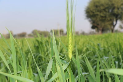 Close-up of crops growing on field against sky