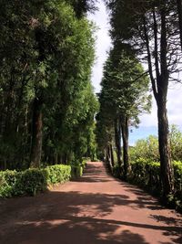 Footpath amidst trees