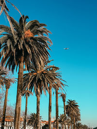 Low angle view of palm tree against clear sky