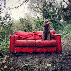 Dog sitting on a field