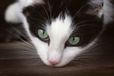 Close-up portrait of a cat