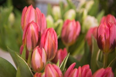 Close-up of pink tulips