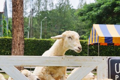 Sheep on wooden fence in field