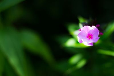 Close-up of purple flowers