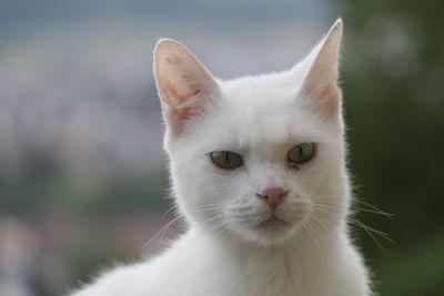 Close-up of a cat