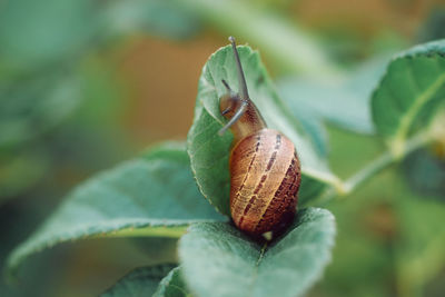 Close-up of snail on plant