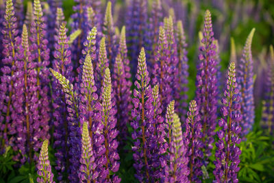 Blue and purple lupines blooming in june on a sandy slope