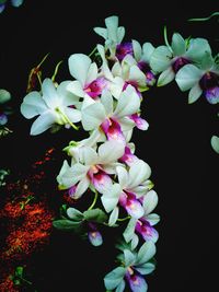 Close-up of flowers blooming at night