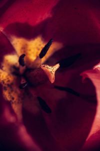 Macro shot of red rose flower