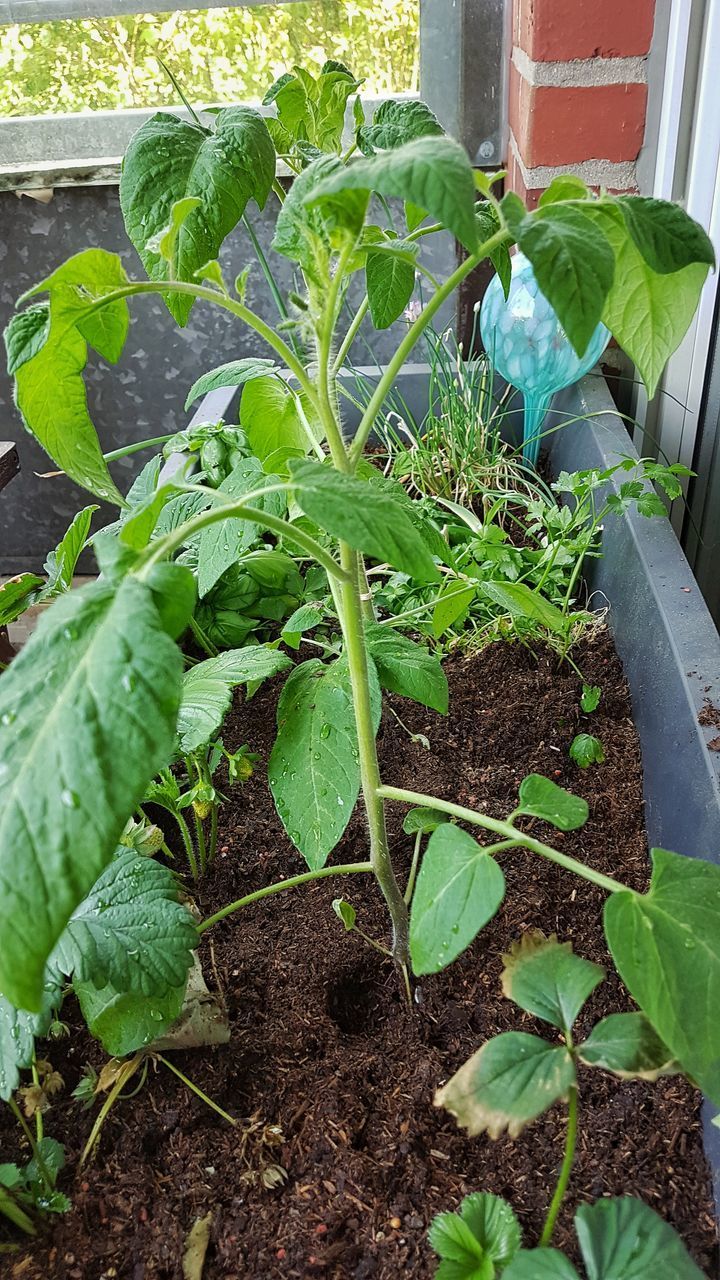 VIEW OF POTTED PLANTS