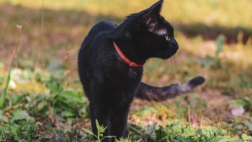 Black dog looking away