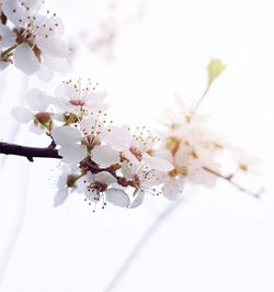 High angle view of cherry blossoms in spring