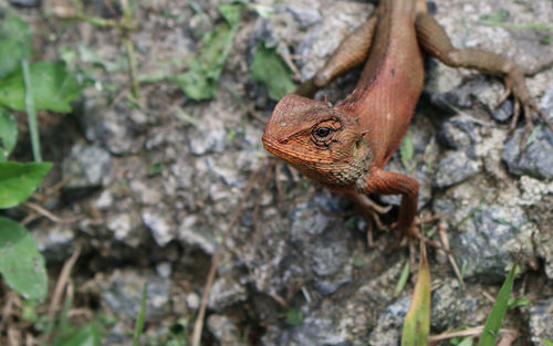 High angle view of a lizard on tree