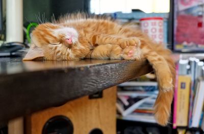 Close-up of ginger cat