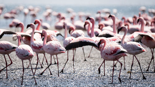 Flock of birds on land