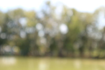 Defocused image of plants against sky