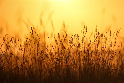 Wheat field against sky during sunset