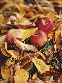 Close-up of apples growing on field