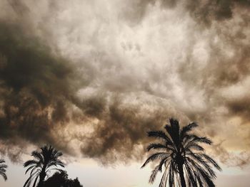 Low angle view of palm tree against sky