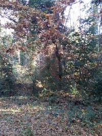 Leaves on tree trunk