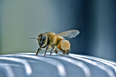 Close-up of bee on a car