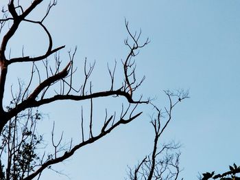Low angle view of bare tree against clear blue sky