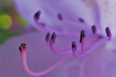 Macro shot of pink flowering plant