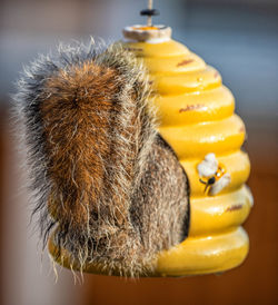 Close-up of grey squirrel on bird feeder 