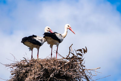 Close-up of birds in nest against sky