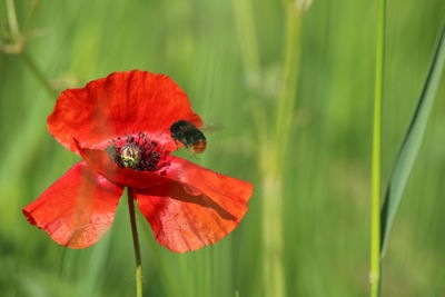 Close-up of insect on red poppy