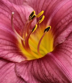 Macro shot of pink flower